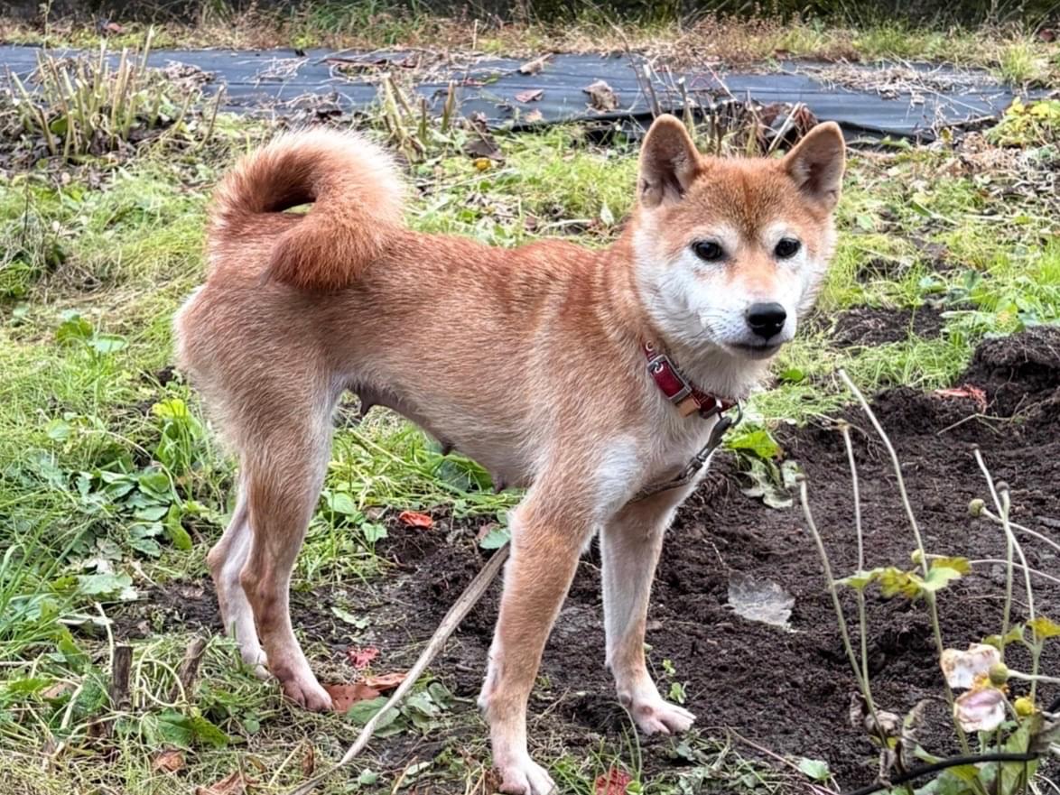 くるみちゃん くるみちゃん