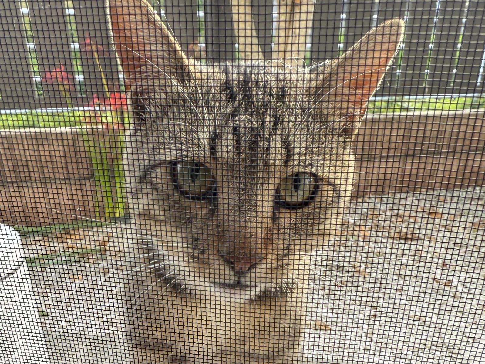 目撃された猫 目撃された猫