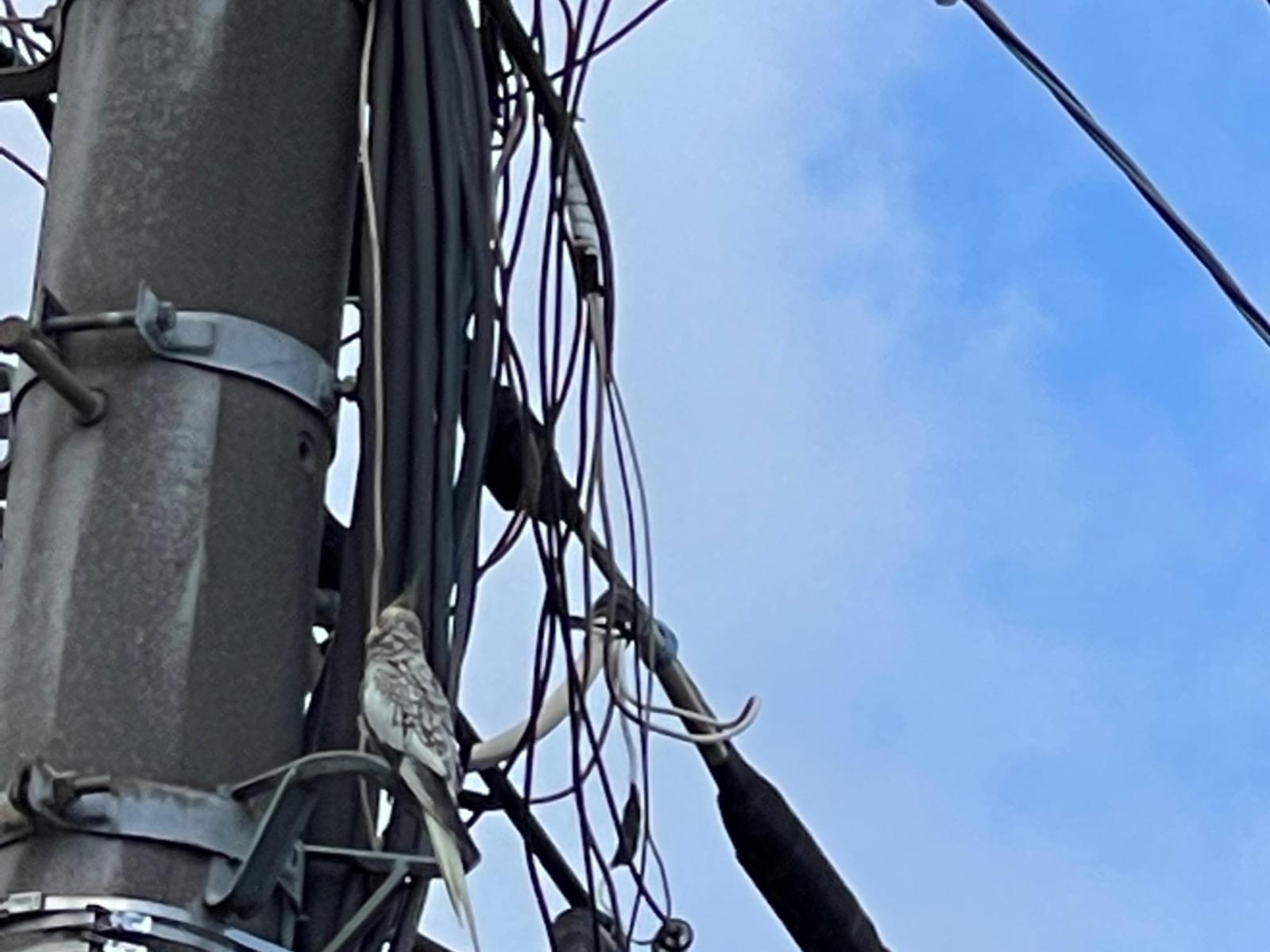 目撃された鳥 目撃された鳥