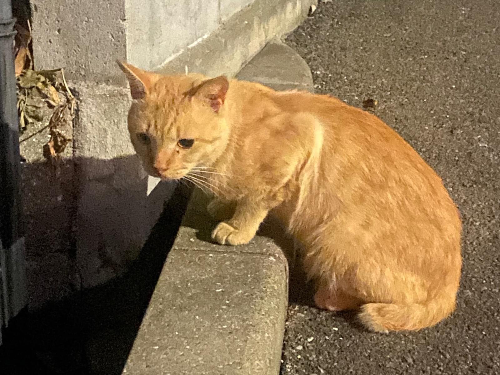 目撃された猫 目撃された猫