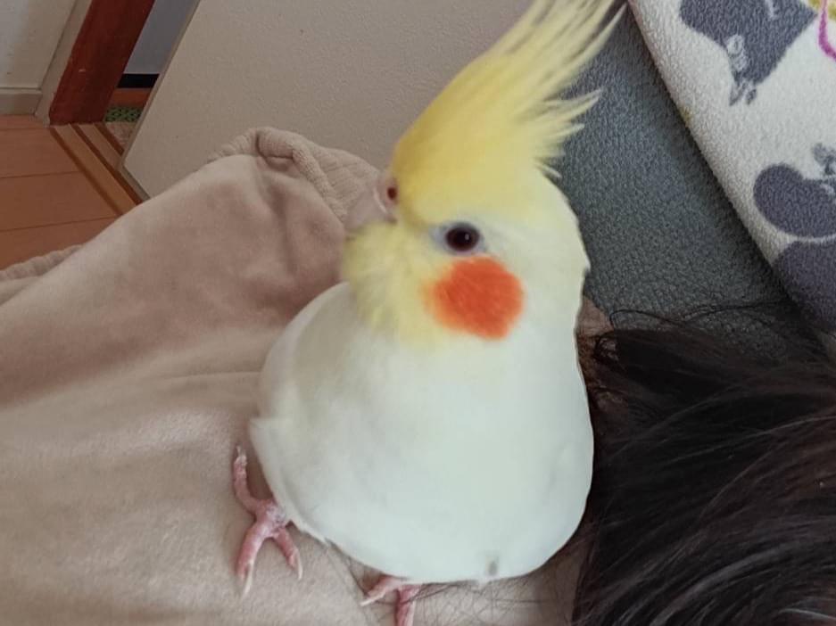 りんごちゃん
