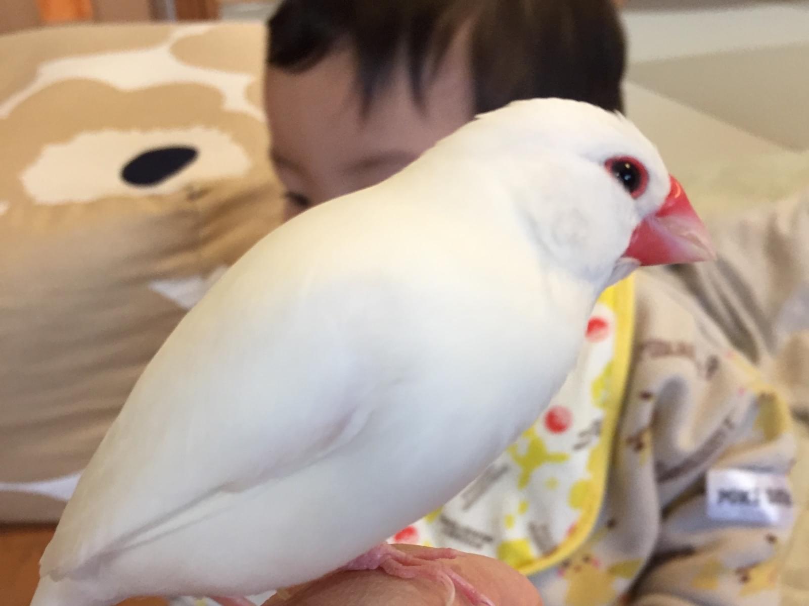 ちゅんちゃん ちゅんちゃん