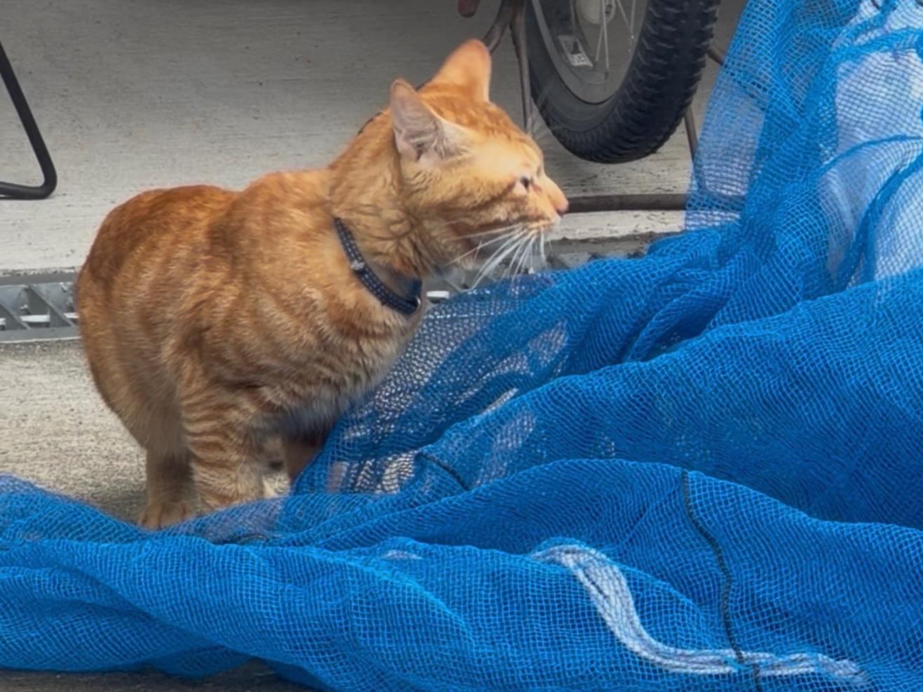 目撃された猫