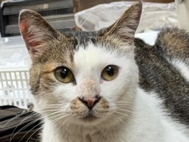 保護された猫 保護された猫