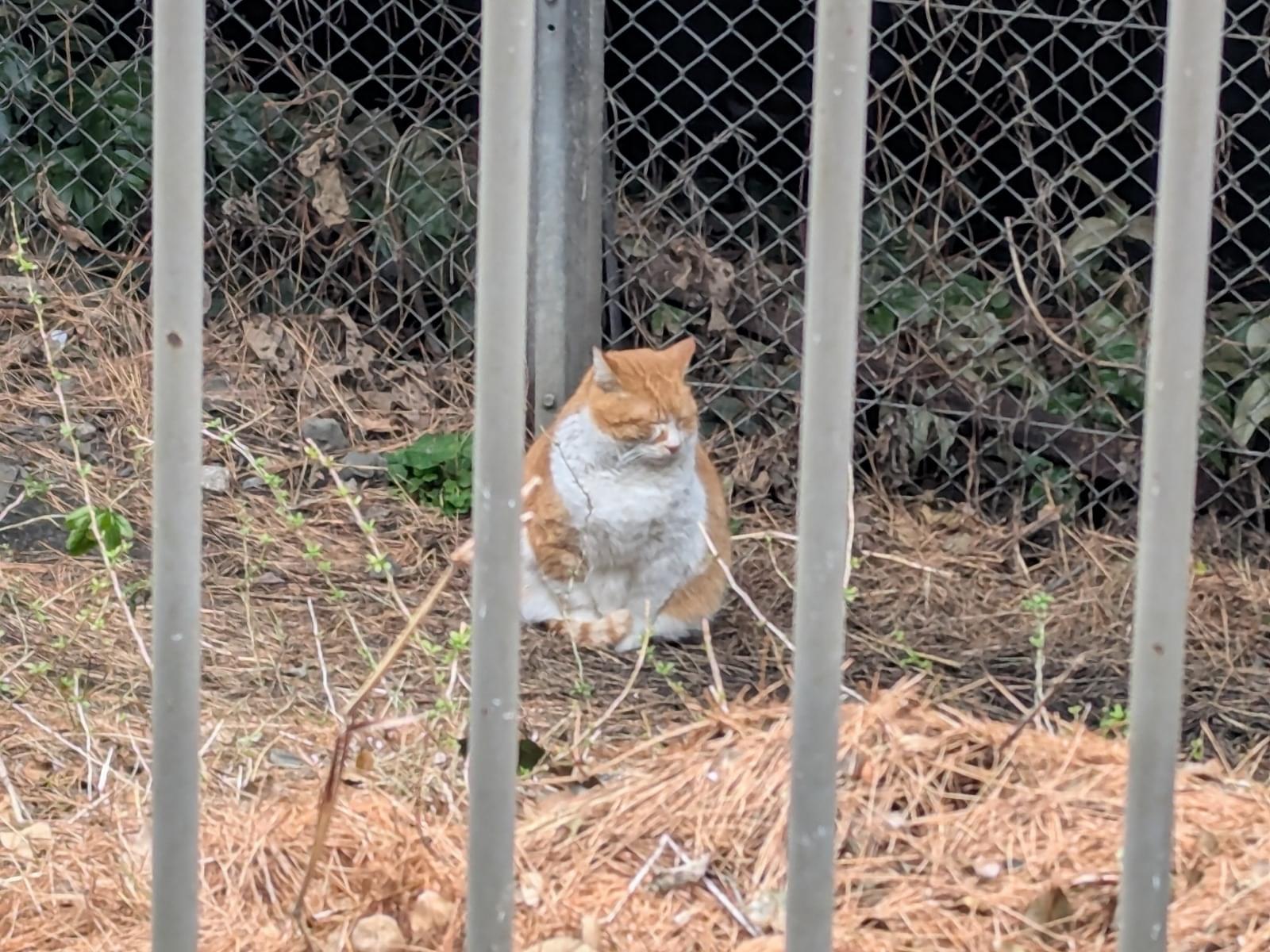 目撃された猫 目撃された猫
