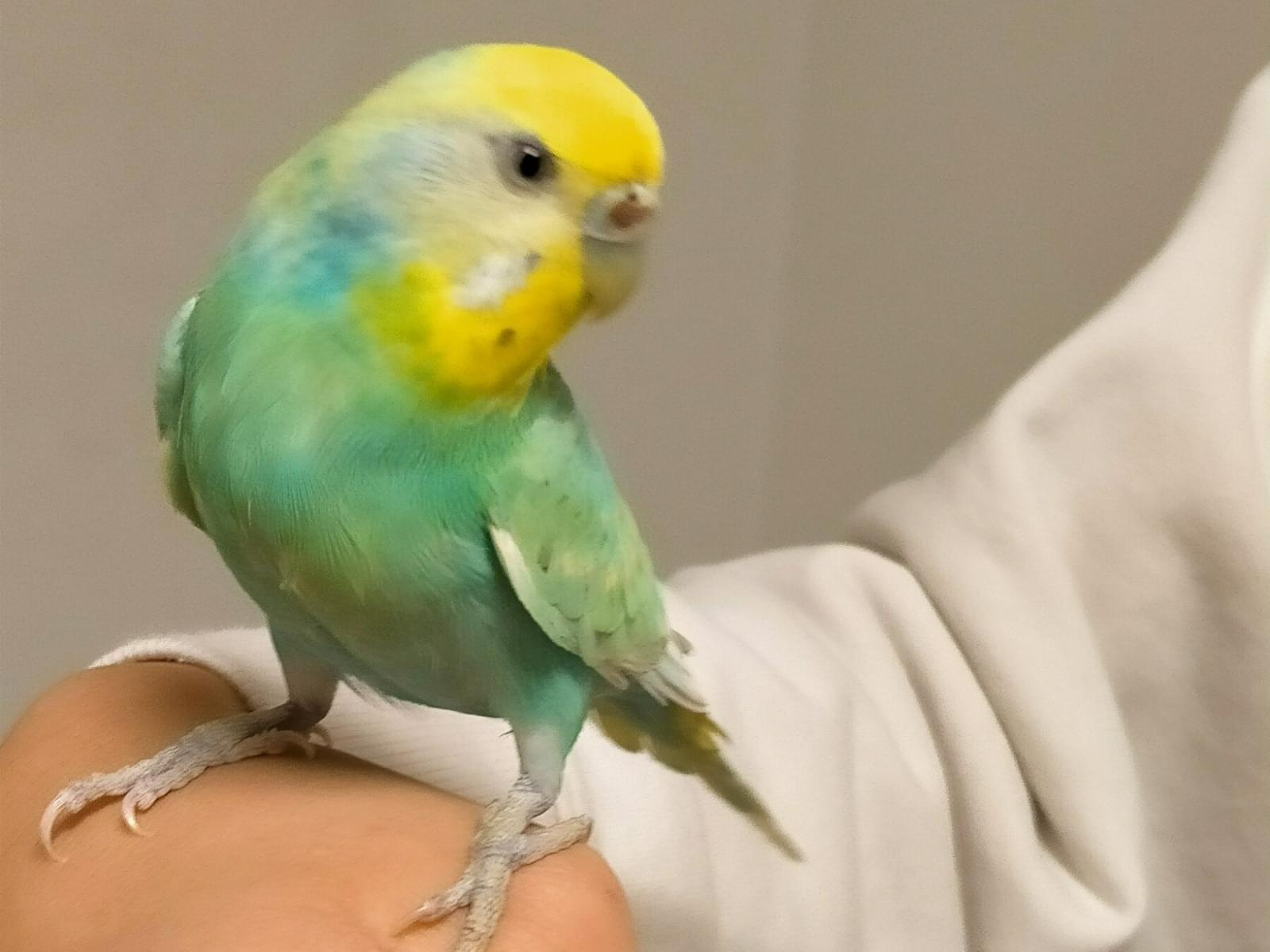 ピヨちゃん ピヨちゃん