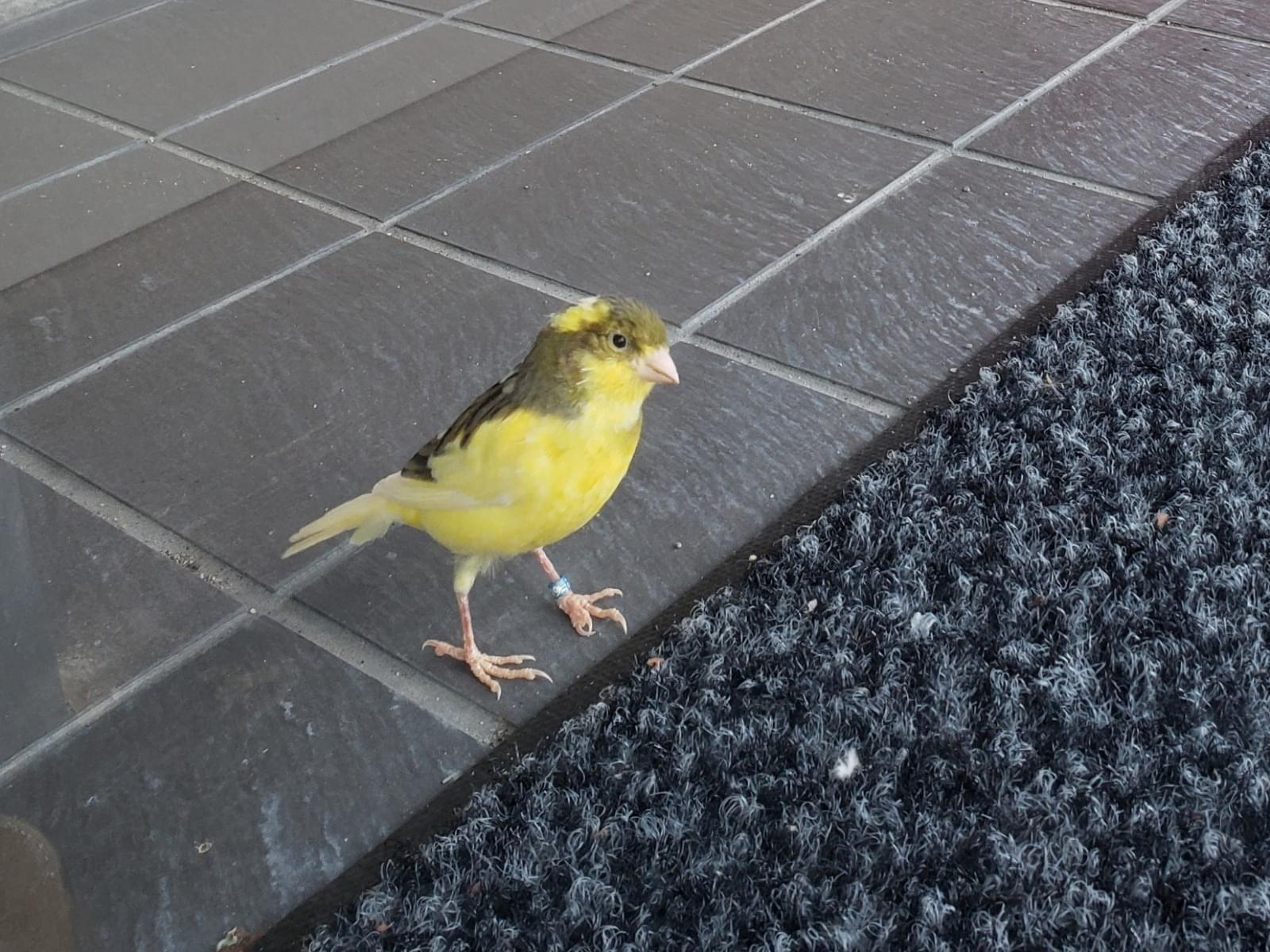 保護された鳥 保護された鳥