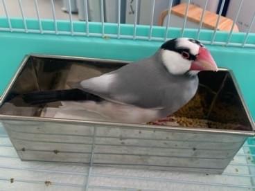 保護された鳥 保護された鳥