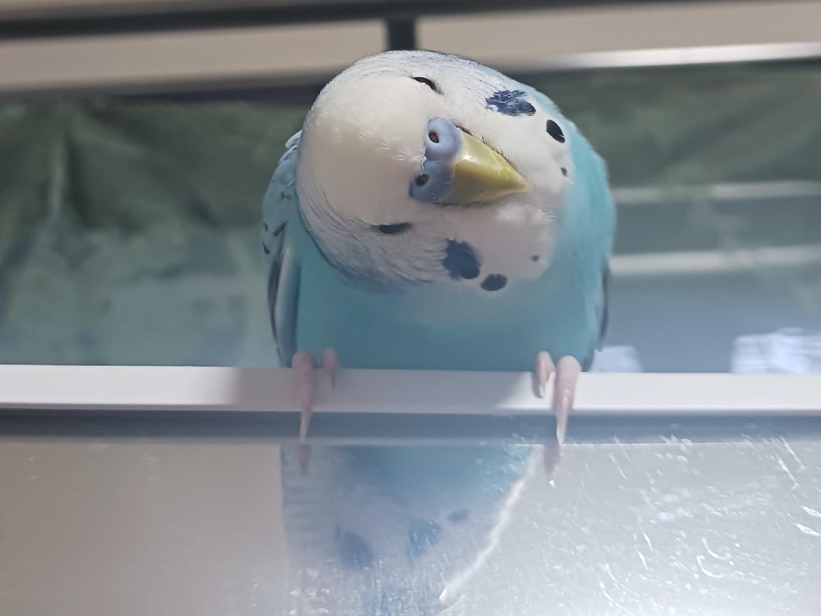 きょうたちゃん