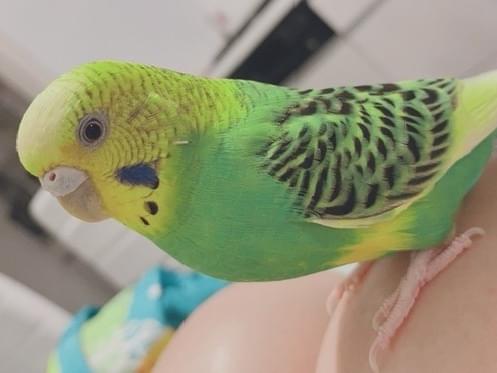 ぴーちゃん ぴーちゃん