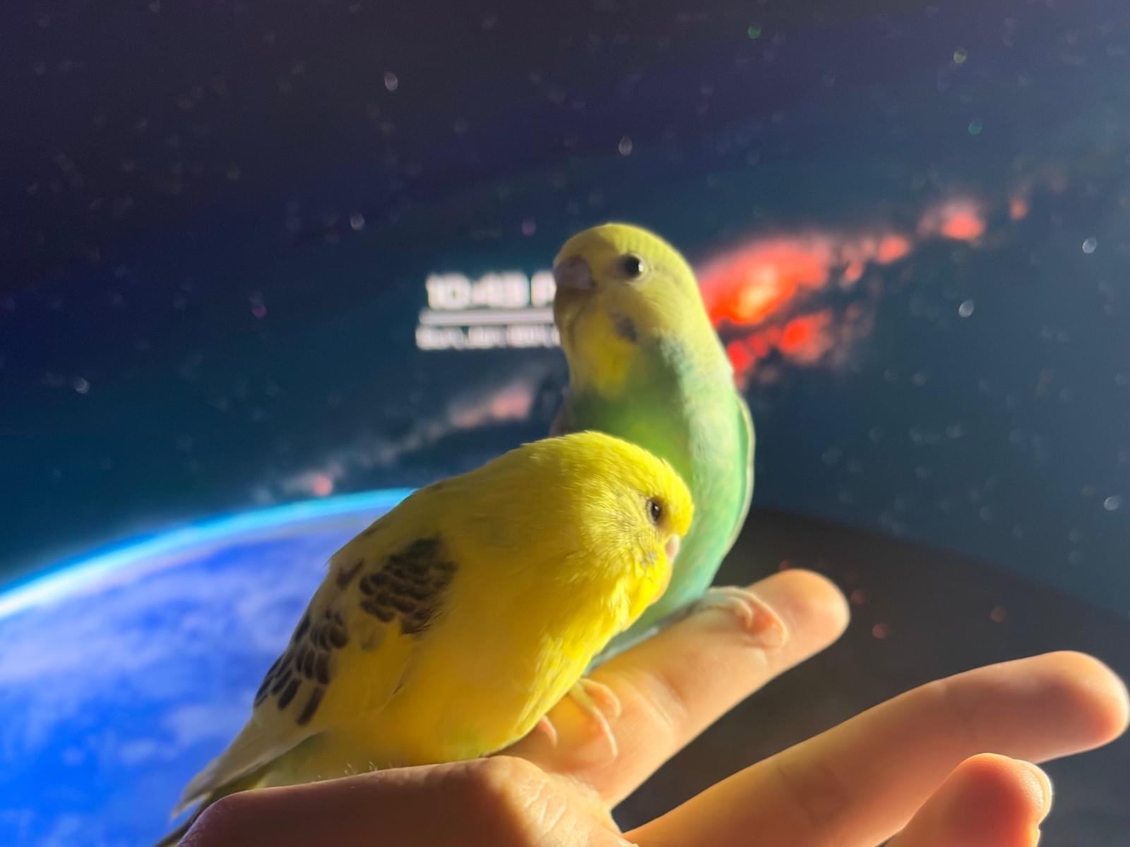 インコちゃん インコちゃん