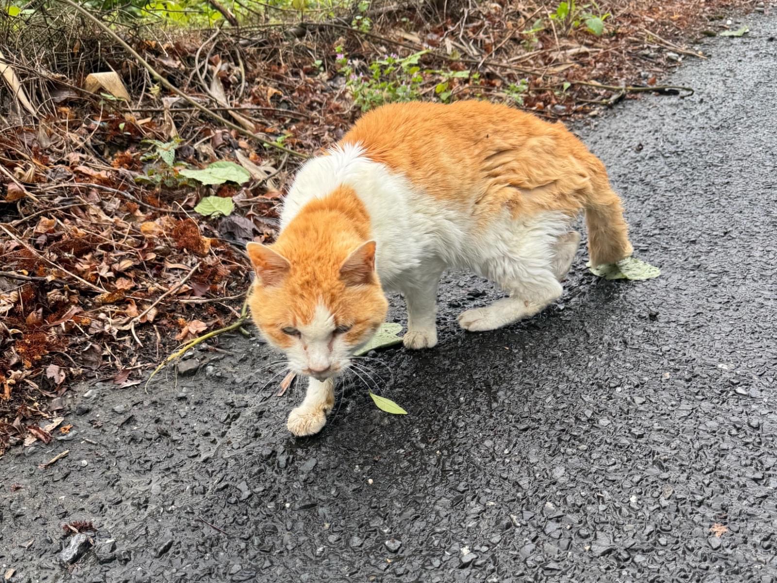 目撃された猫