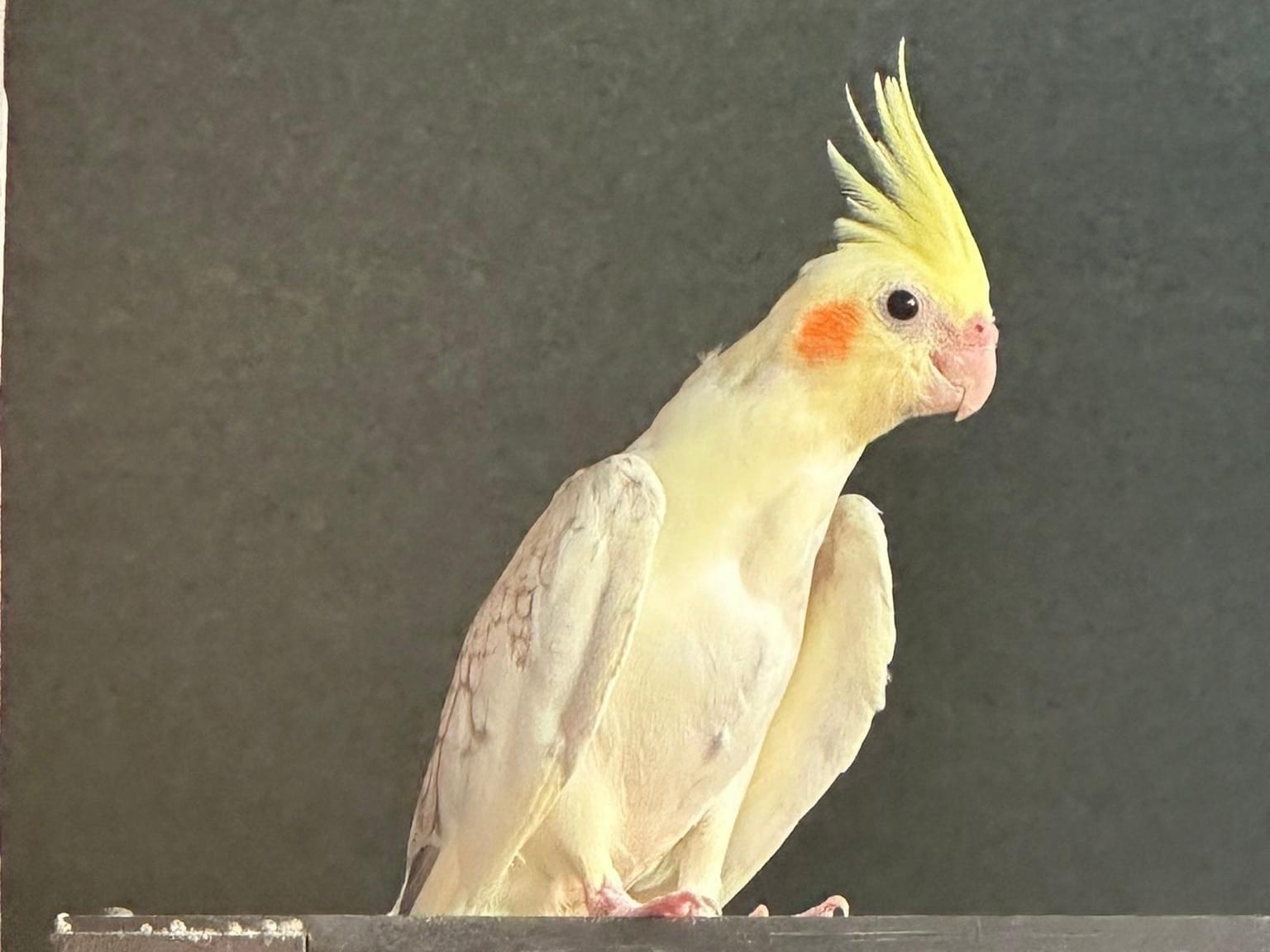 目撃された鳥 目撃された鳥