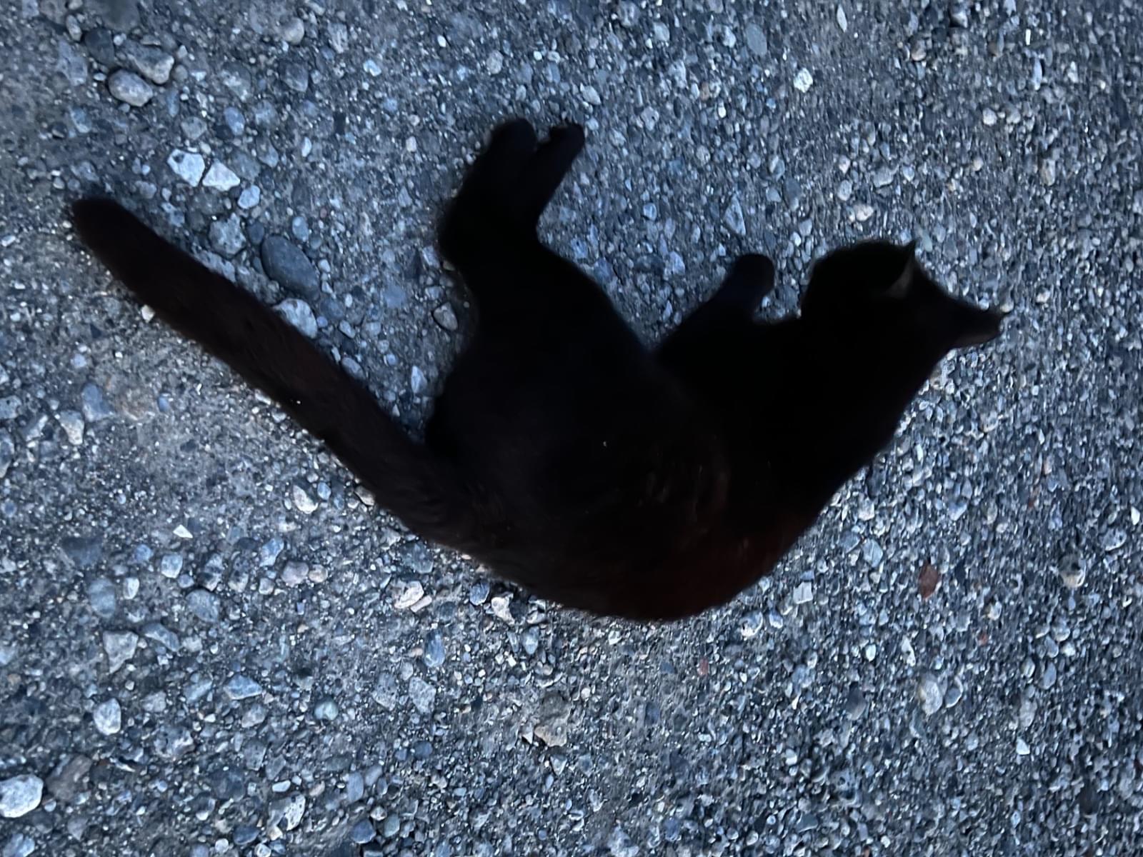 目撃された猫 目撃された猫