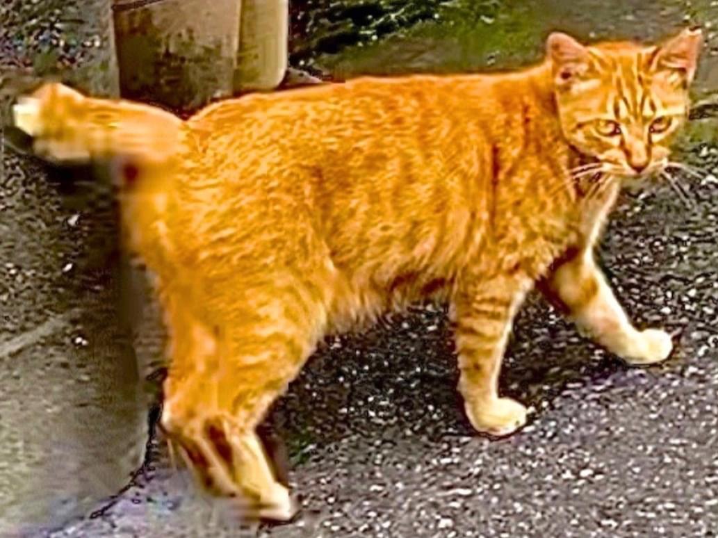 きなこちゃん きなこちゃん