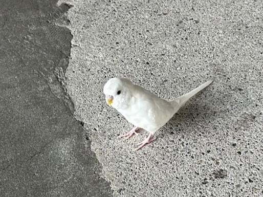 保護された鳥 保護された鳥