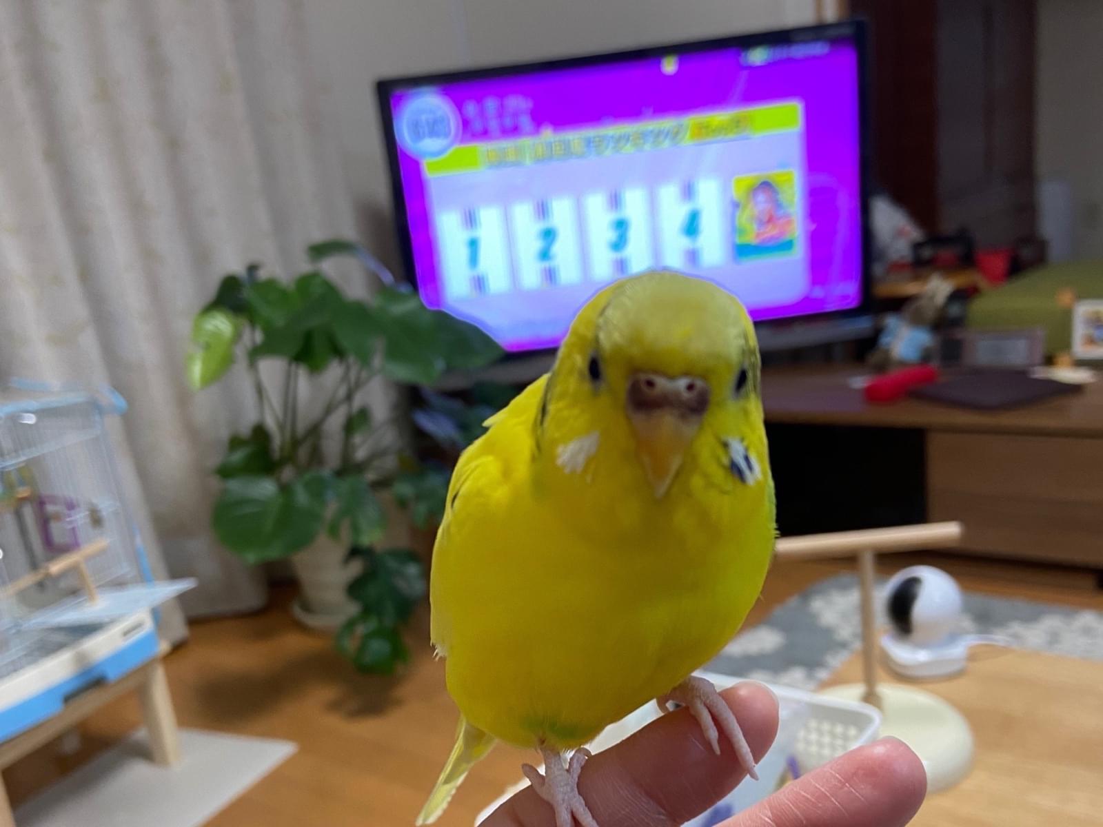 リンコちゃん リンコちゃん