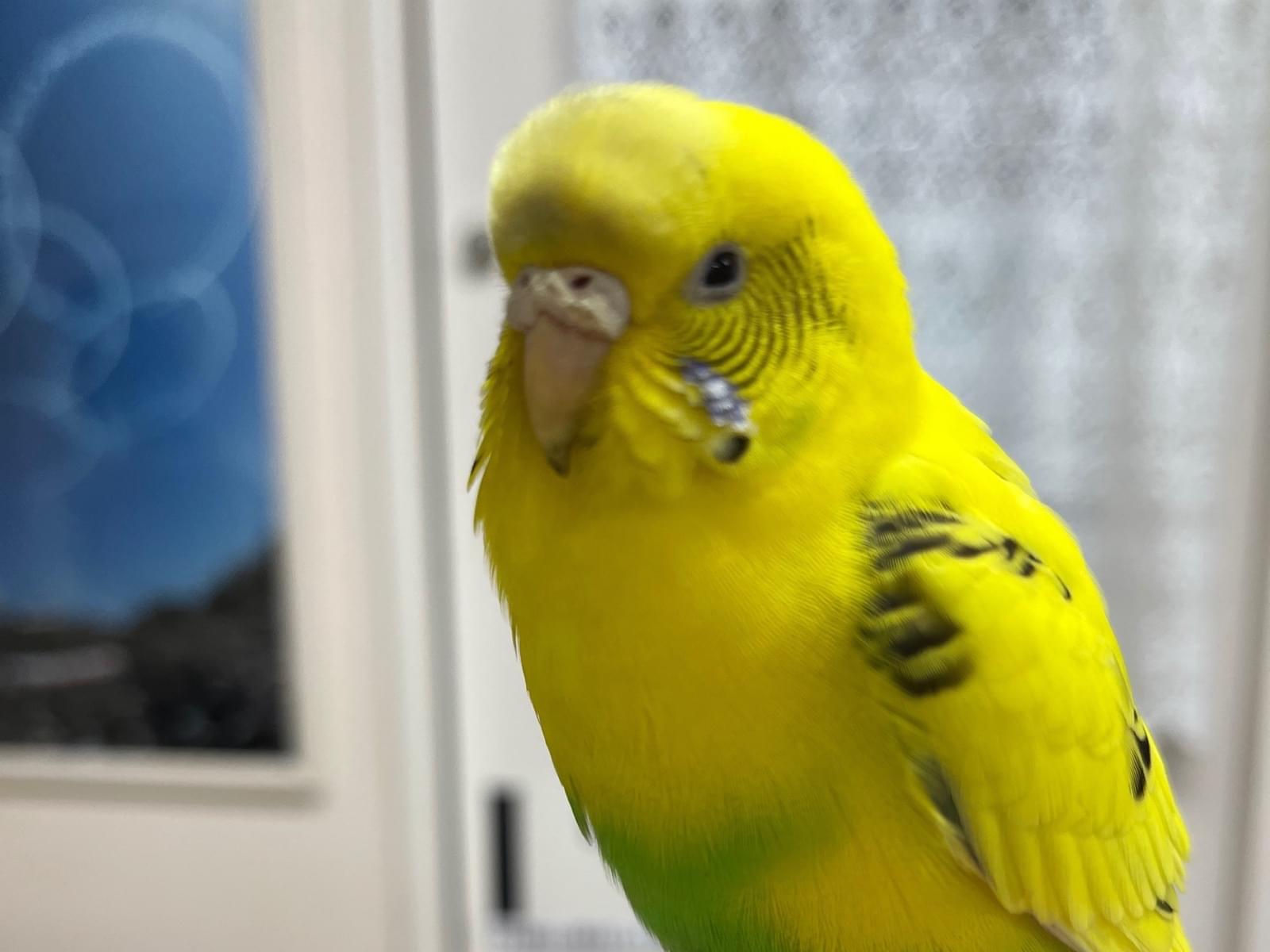 保護された鳥 保護された鳥