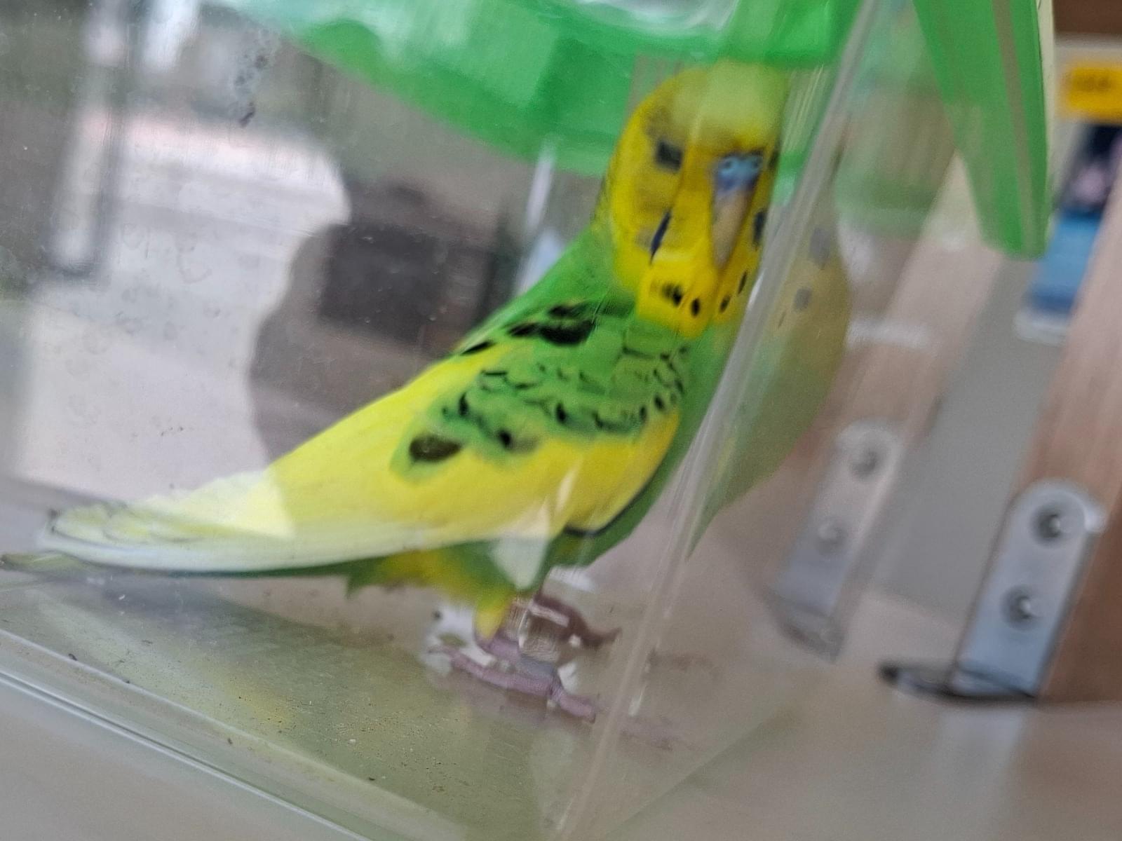 保護された鳥