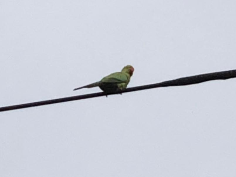目撃された鳥 目撃された鳥
