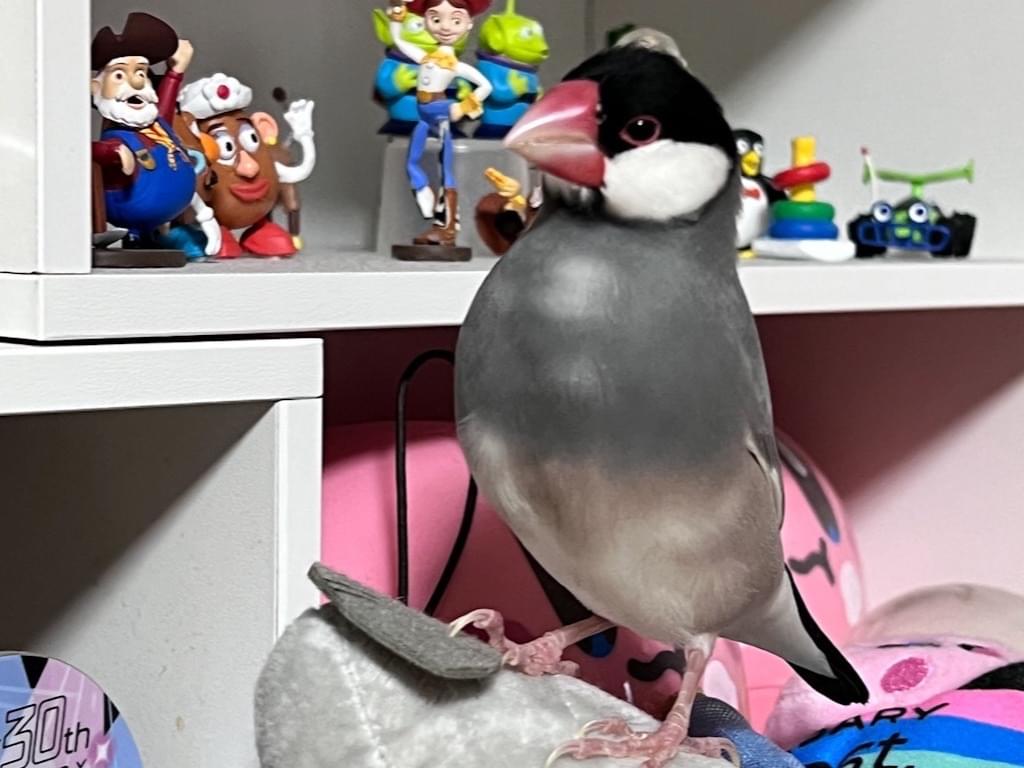 保護された鳥 保護された鳥