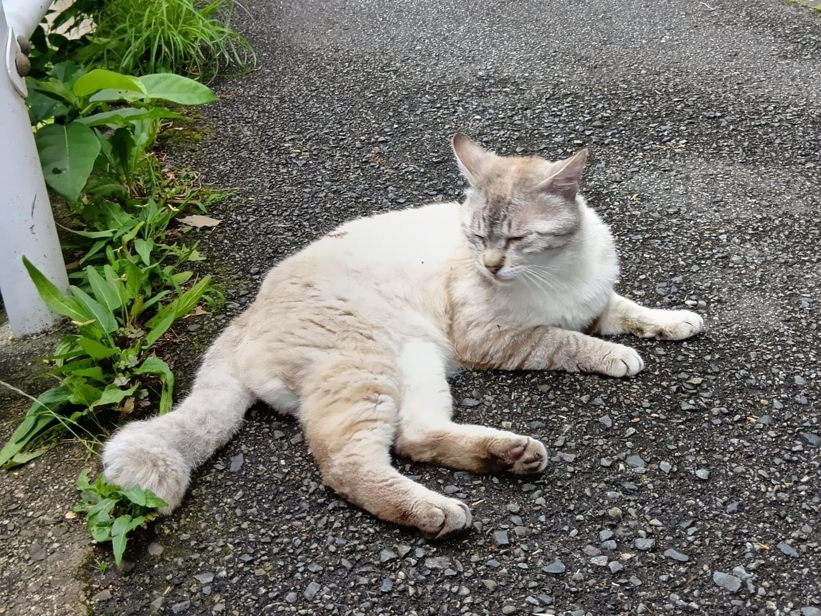 目撃された猫