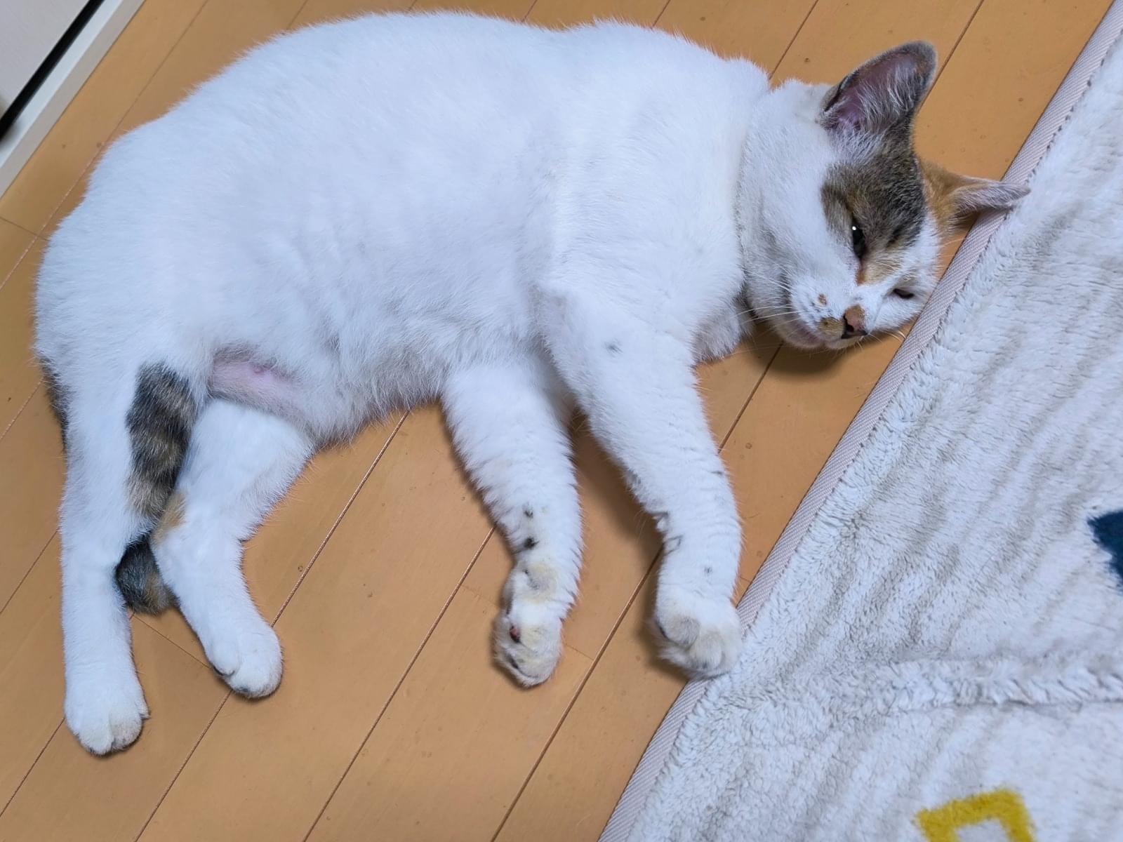 しらたまちゃん しらたまちゃん
