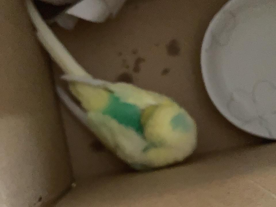 保護された鳥 保護された鳥