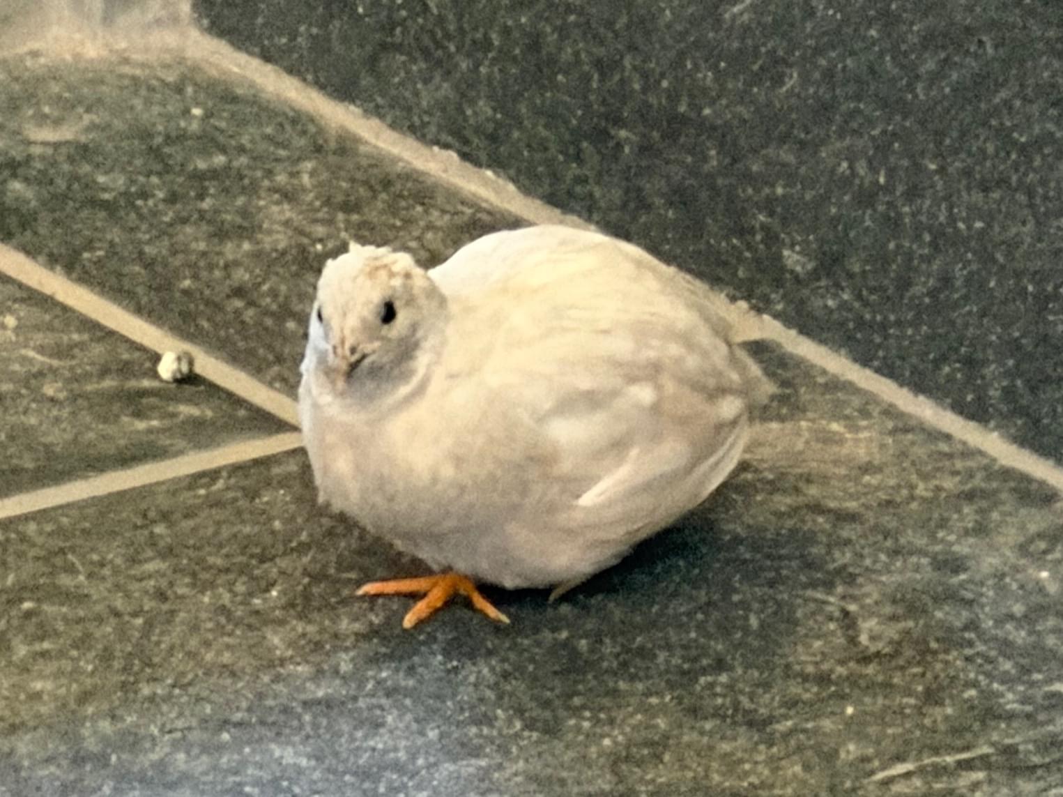 目撃された鳥 目撃された鳥
