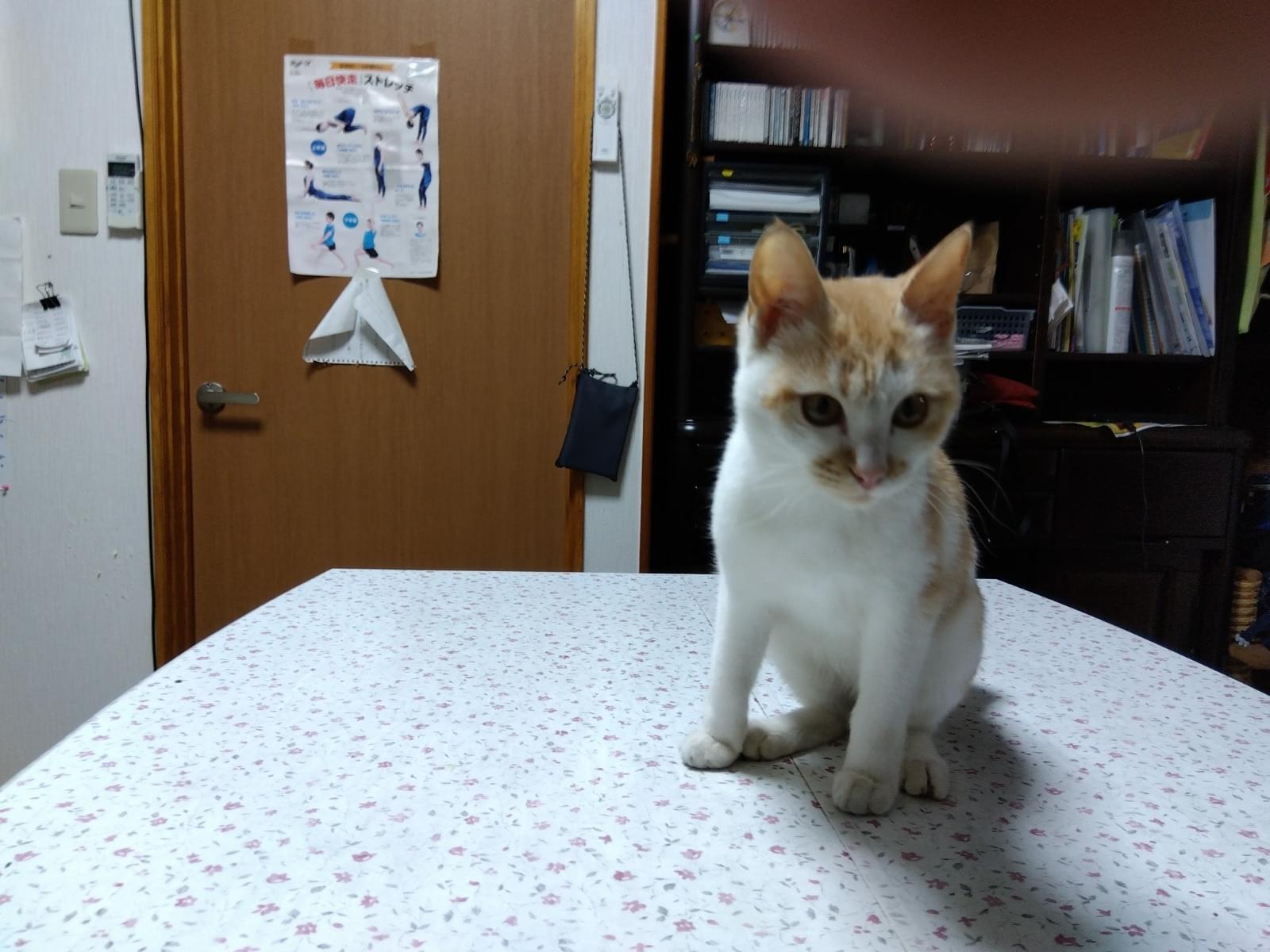 保護された猫 保護された猫