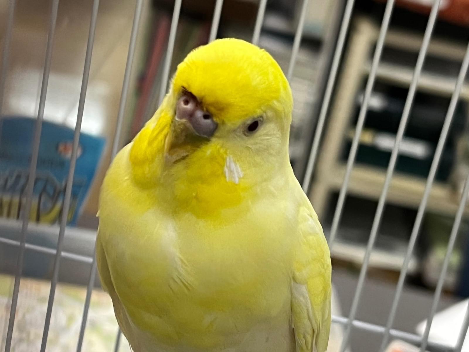 保護された鳥