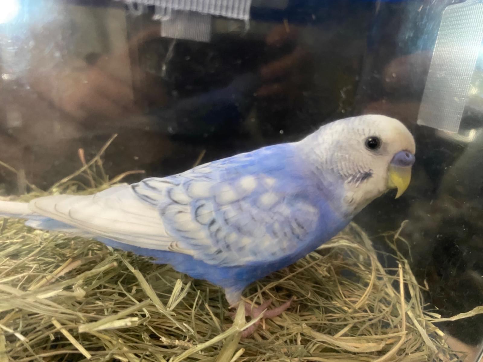 保護された鳥 保護された鳥