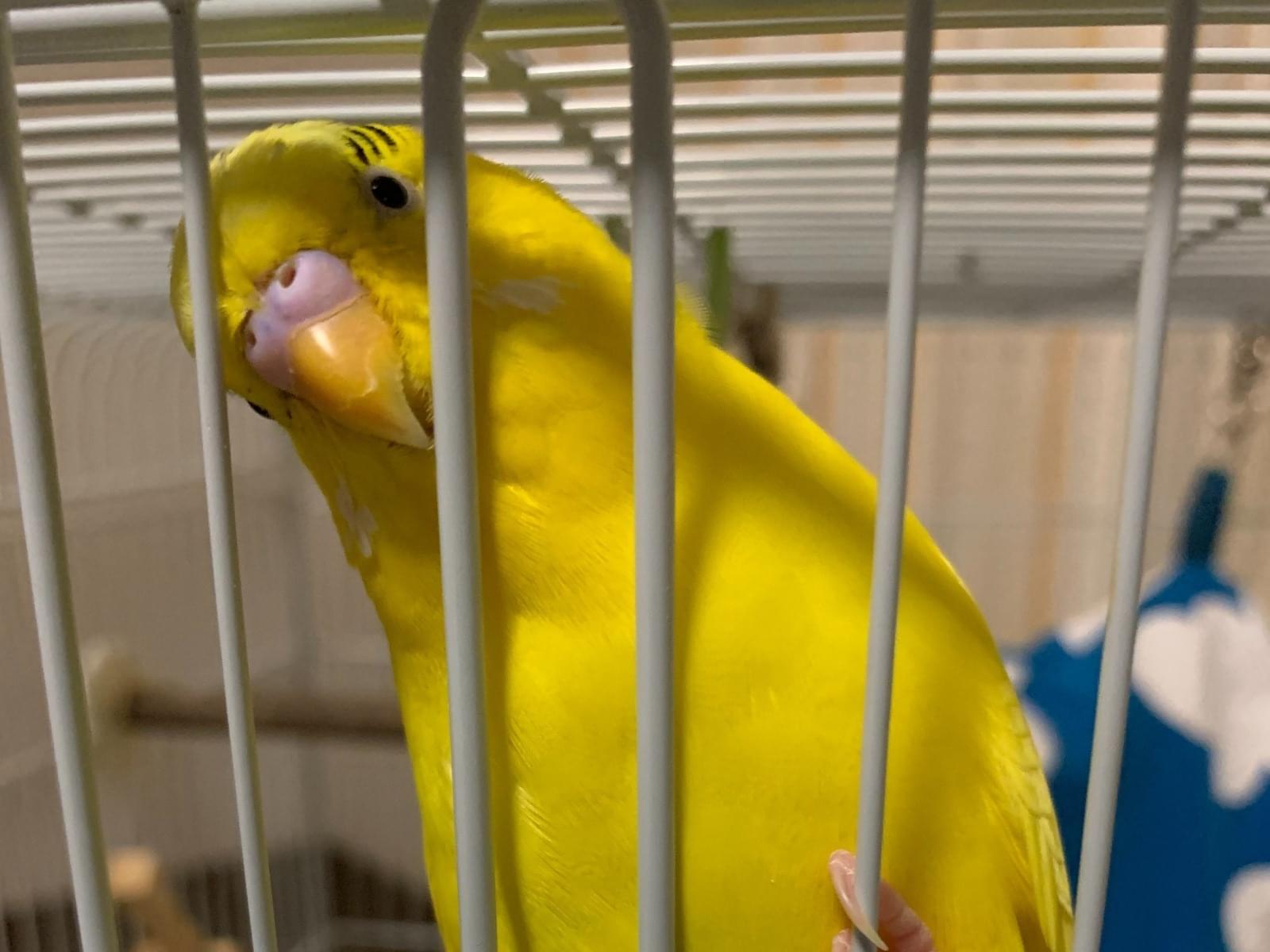 保護された鳥 保護された鳥