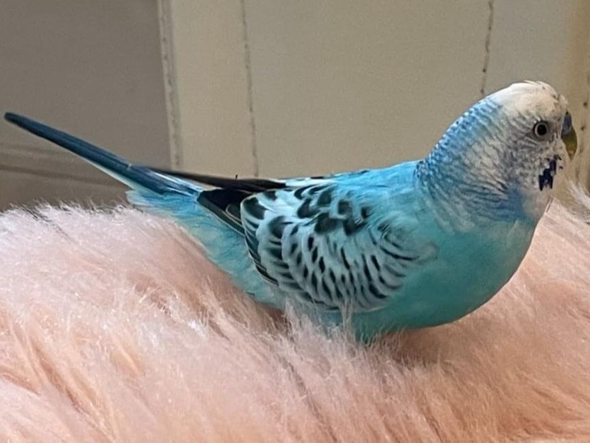 保護された鳥 保護された鳥