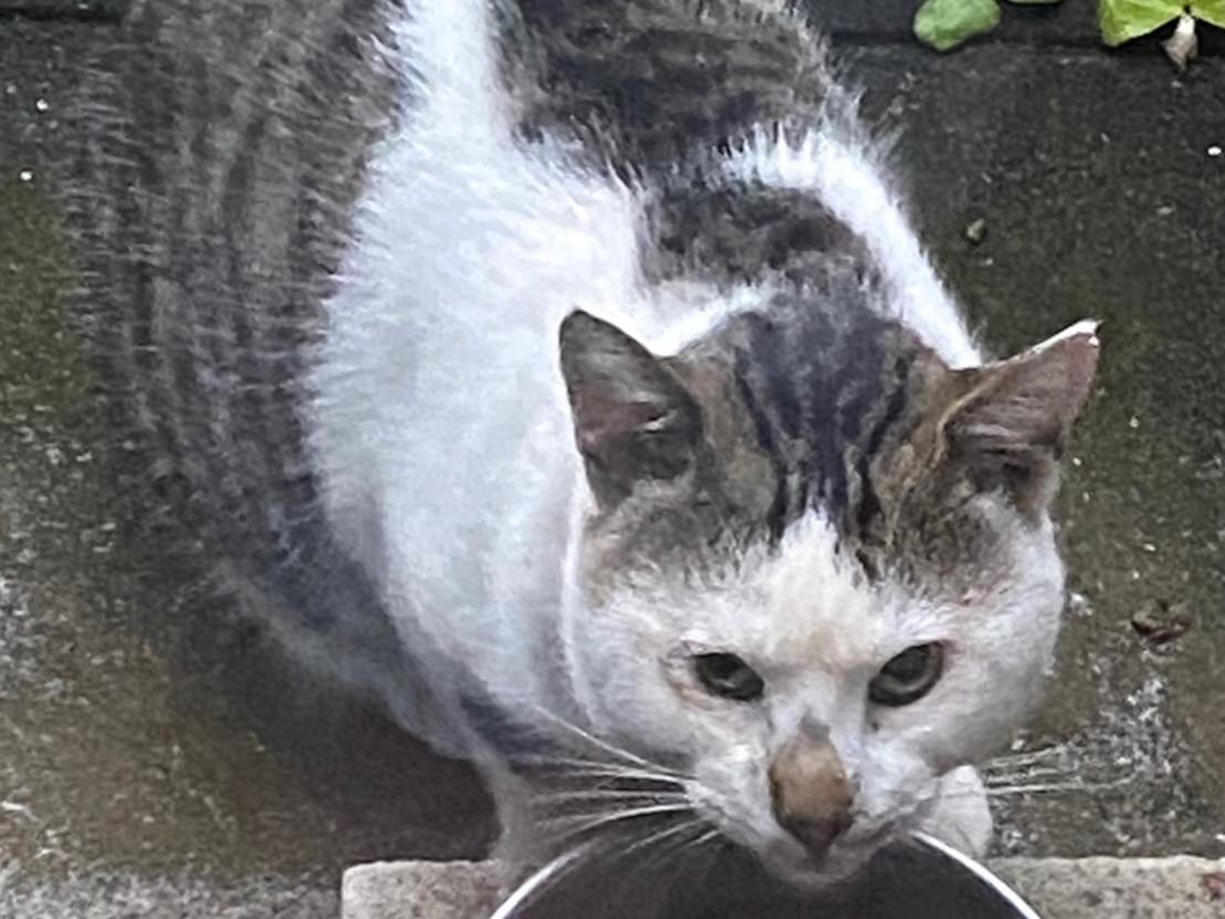 目撃された猫 目撃された猫