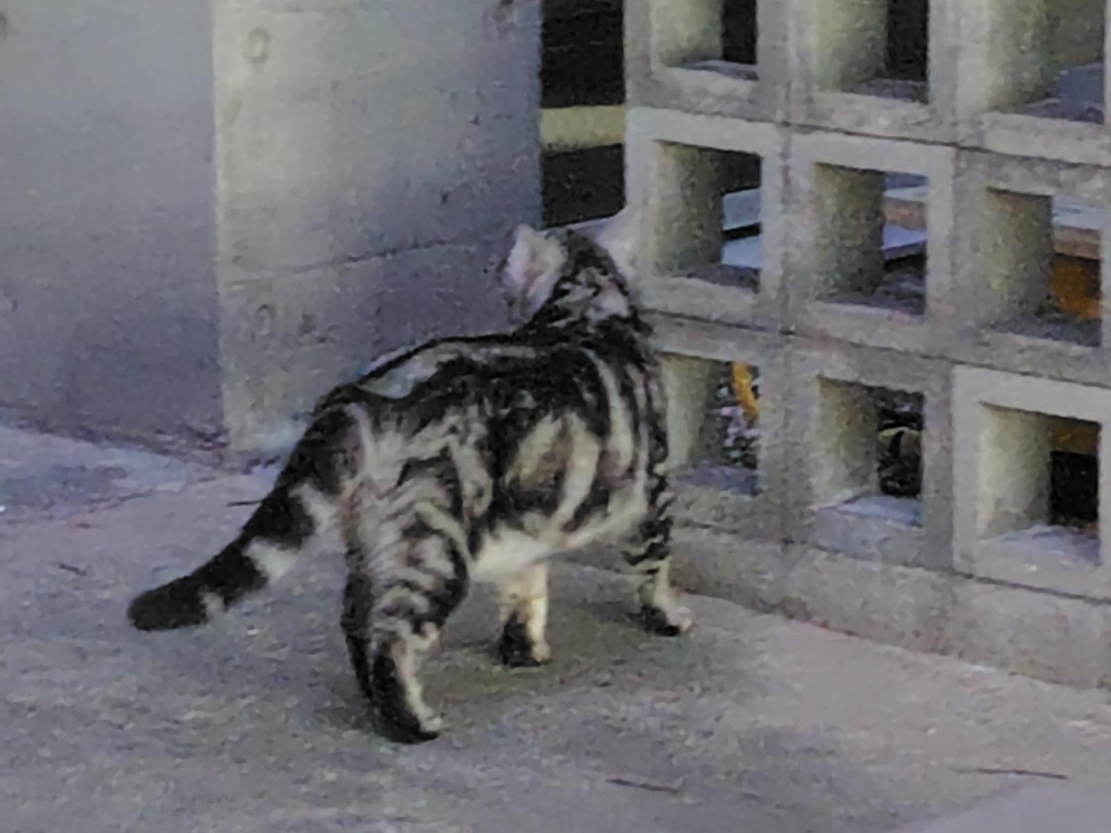 目撃された猫 目撃された猫