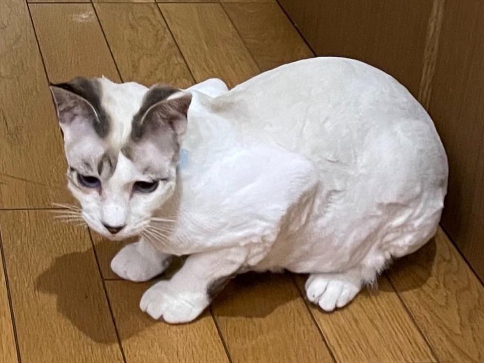 れいちゃん れいちゃん