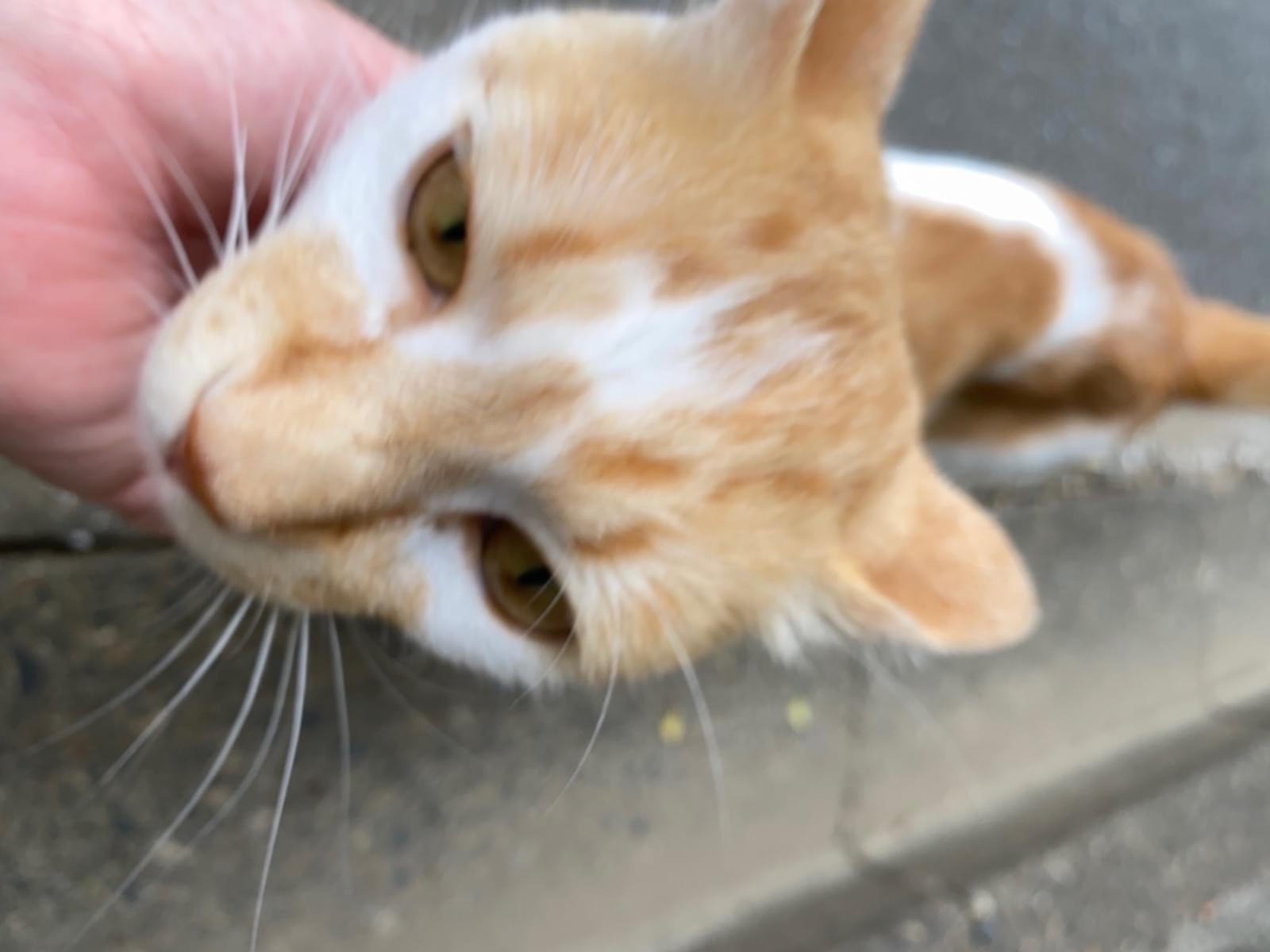 目撃された猫 目撃された猫