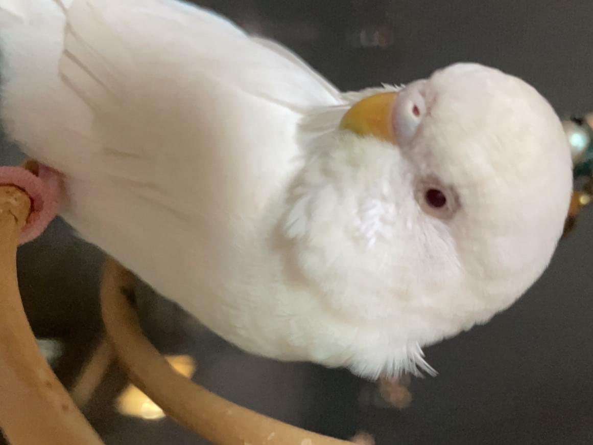 チャオちゃん チャオちゃん