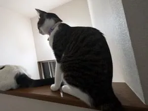 キジ白ハチワレ、小柄な猫を探しています
