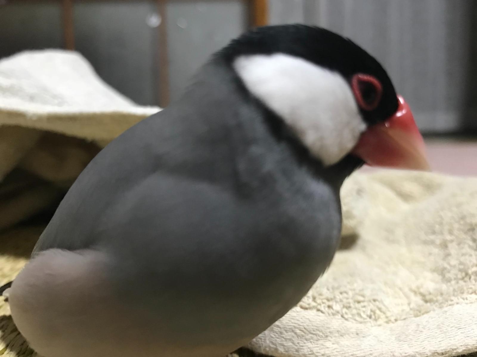 ポンちゃん ポンちゃん