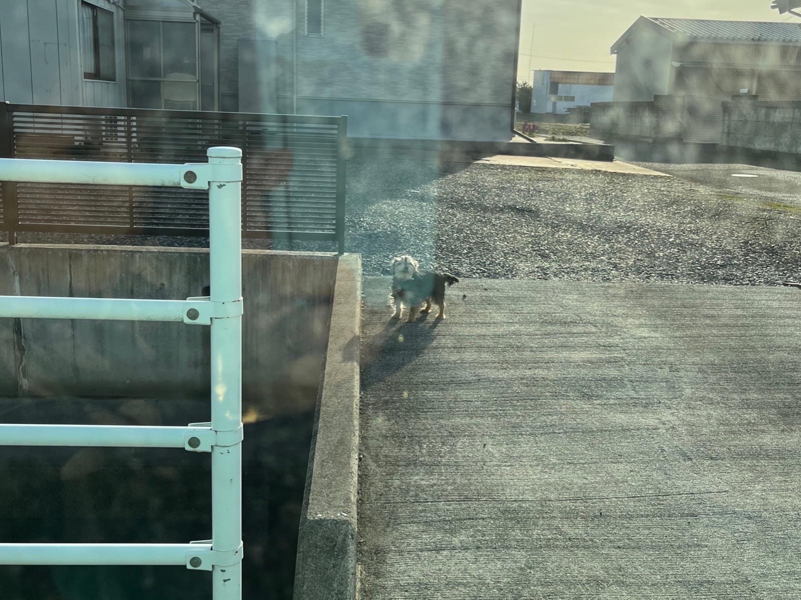 目撃された犬 目撃された犬