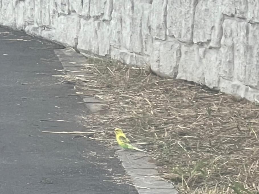 目撃された鳥 目撃された鳥