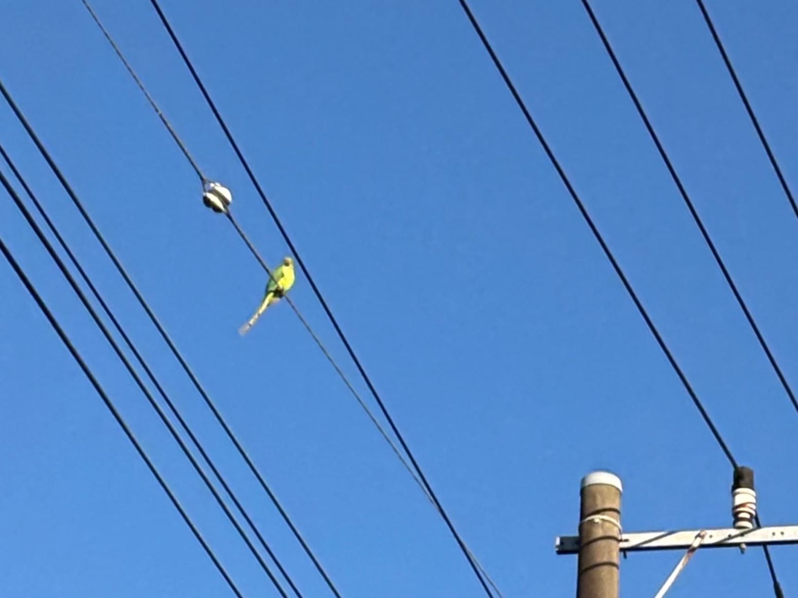 目撃された鳥 目撃された鳥