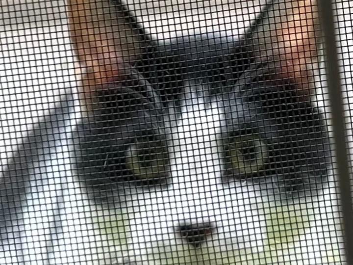 目撃された猫 目撃された猫