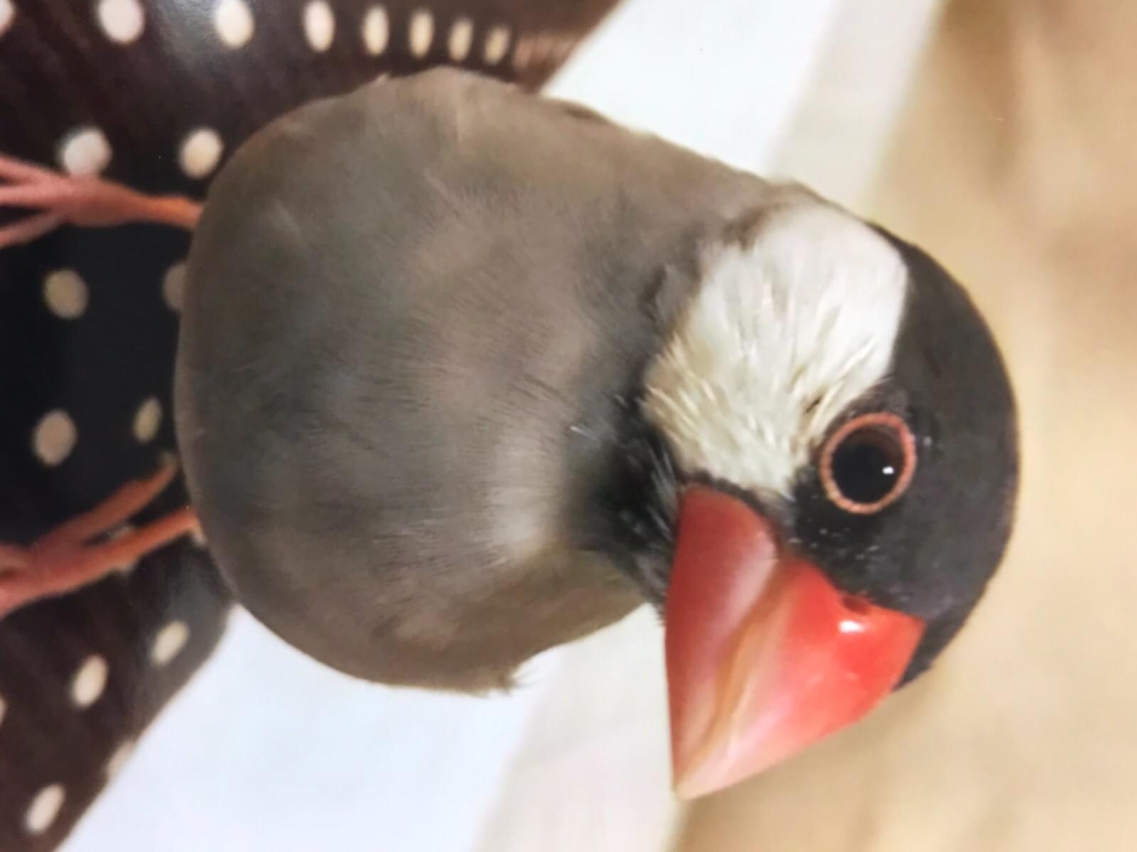 すずちゃん すずちゃん