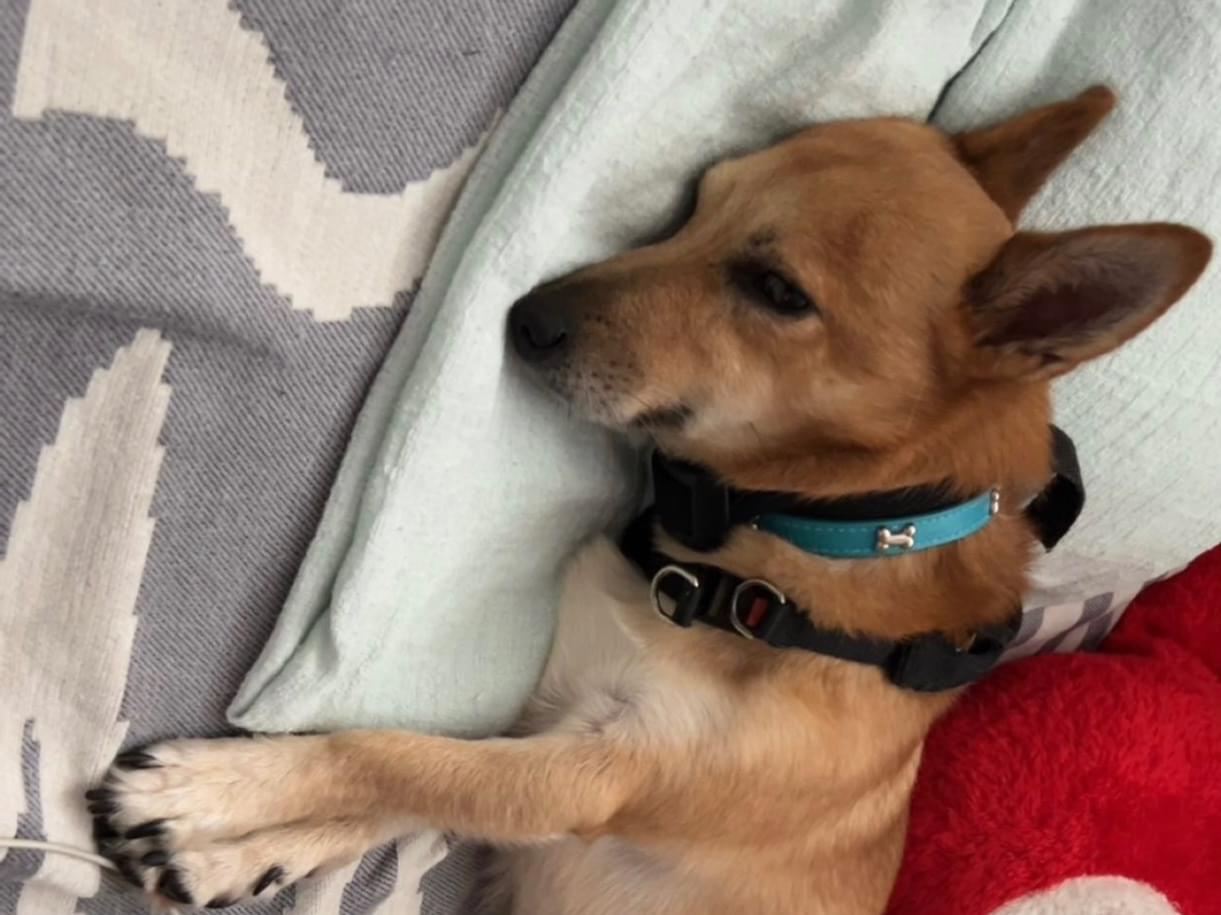 チビちゃん チビちゃん