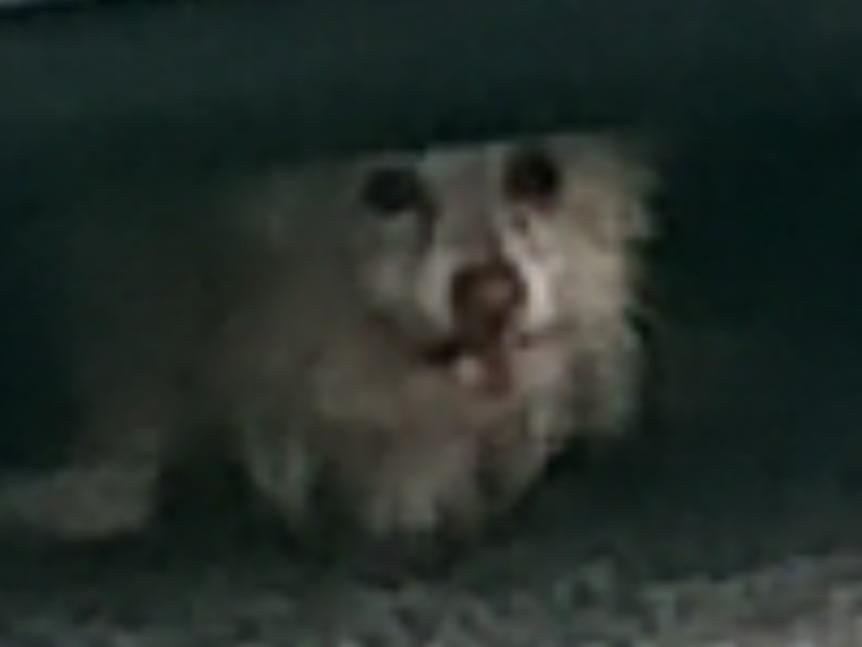 目撃された犬 目撃された犬