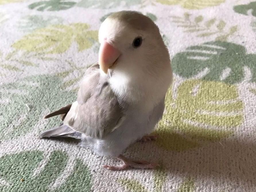 ひなちゃん ひなちゃん