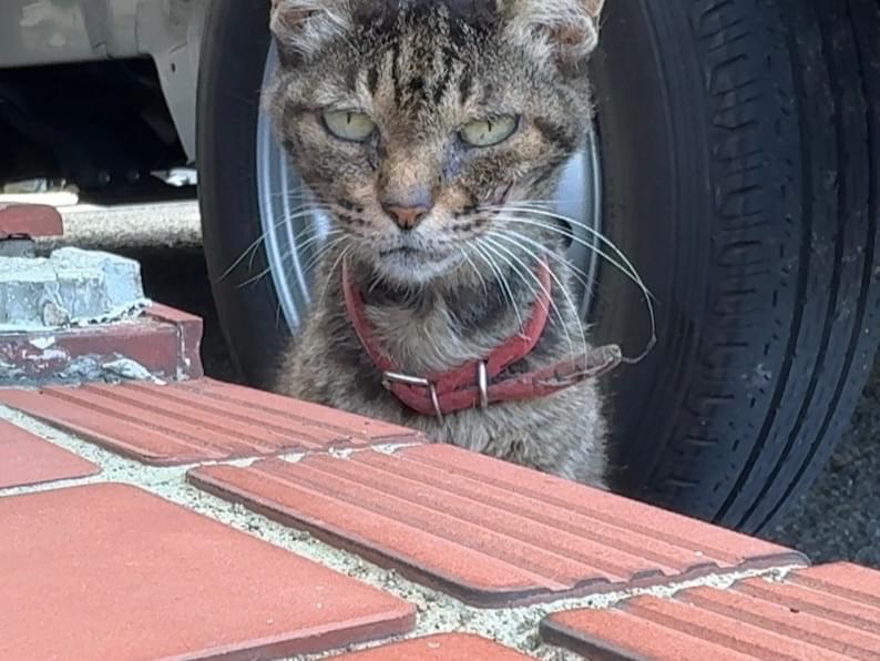 保護された猫 保護された猫